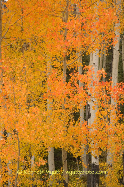 aspen, tree, fall, fall color, Colorado, San Juan photo